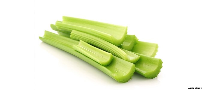 25+ Plants That You Can Regrow From Your Kitchen Scraps