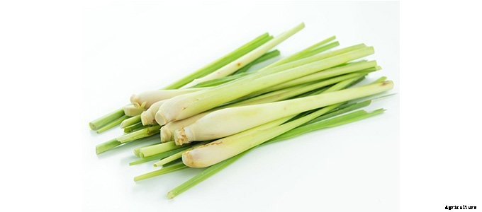 25+ Plants That You Can Regrow From Your Kitchen Scraps