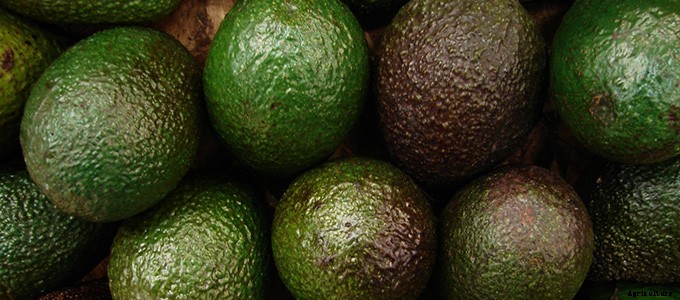 25+ Plants That You Can Regrow From Your Kitchen Scraps