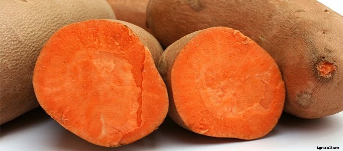 25+ Plants That You Can Regrow From Your Kitchen Scraps