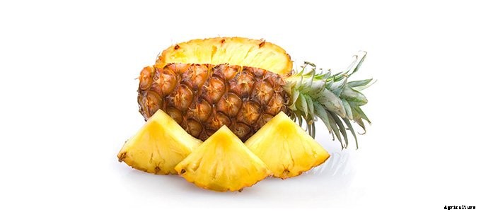 25+ Plants That You Can Regrow From Your Kitchen Scraps