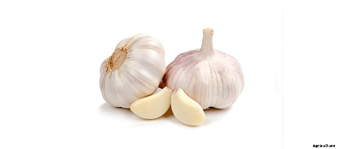 25+ Plants That You Can Regrow From Your Kitchen Scraps