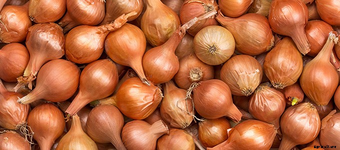 25+ Plants That You Can Regrow From Your Kitchen Scraps