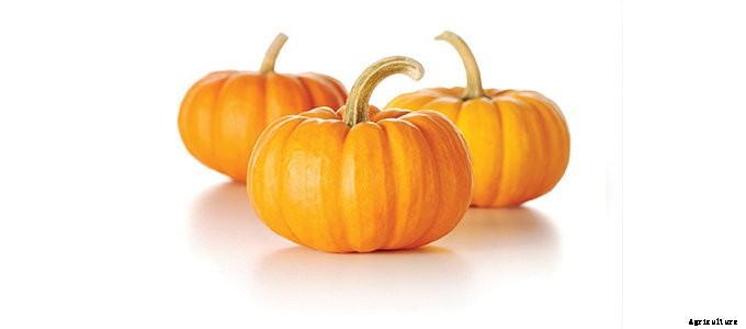 25+ Plants That You Can Regrow From Your Kitchen Scraps