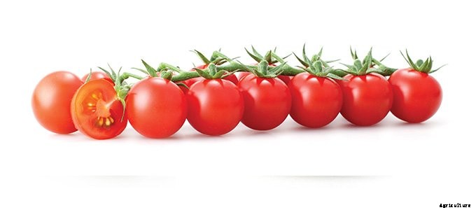 25+ Plants That You Can Regrow From Your Kitchen Scraps