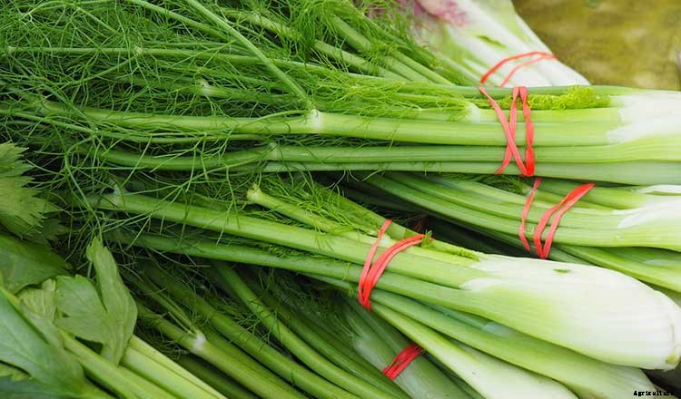 25+ Plants That You Can Regrow From Your Kitchen Scraps