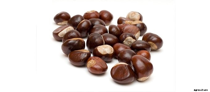 25+ Plants That You Can Regrow From Your Kitchen Scraps