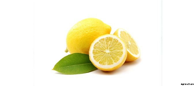 25+ Plants That You Can Regrow From Your Kitchen Scraps