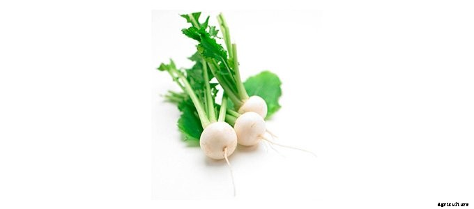 25+ Plants That You Can Regrow From Your Kitchen Scraps