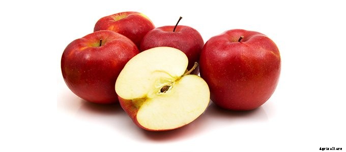 25+ Plants That You Can Regrow From Your Kitchen Scraps