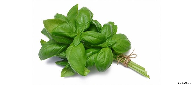 25+ Plants That You Can Regrow From Your Kitchen Scraps