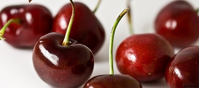 25+ Plants That You Can Regrow From Your Kitchen Scraps