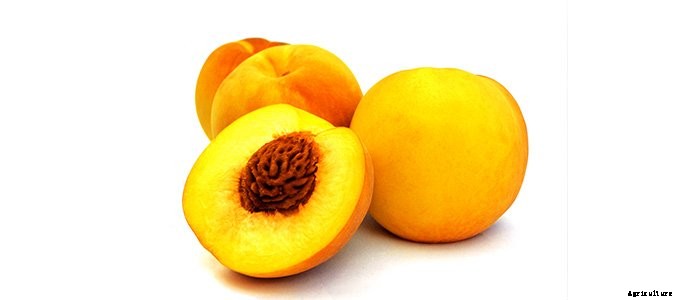 25+ Plants That You Can Regrow From Your Kitchen Scraps