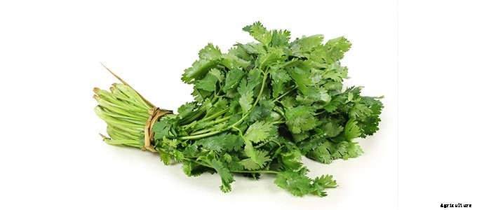 25+ Plants That You Can Regrow From Your Kitchen Scraps