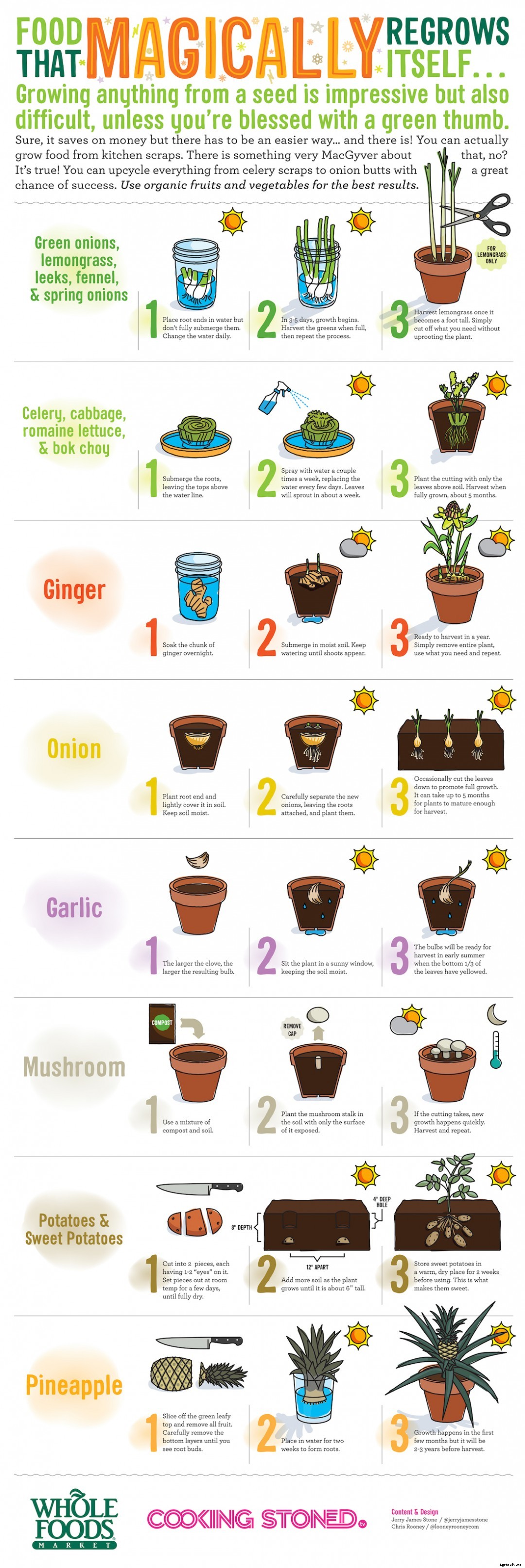 25+ Plants That You Can Regrow From Your Kitchen Scraps