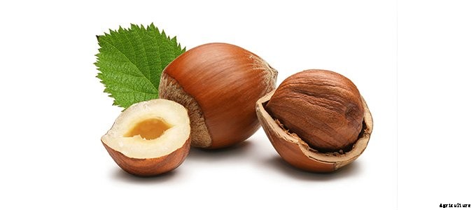 25+ Plants That You Can Regrow From Your Kitchen Scraps