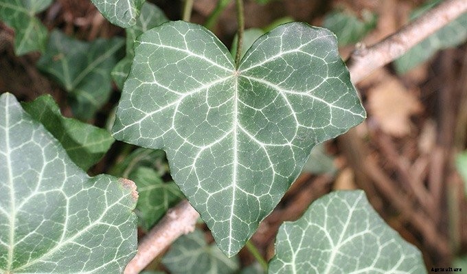 10 Plants You Should Never Include in Your Landscaping