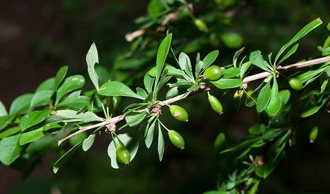 10 Plants You Should Never Include in Your Landscaping