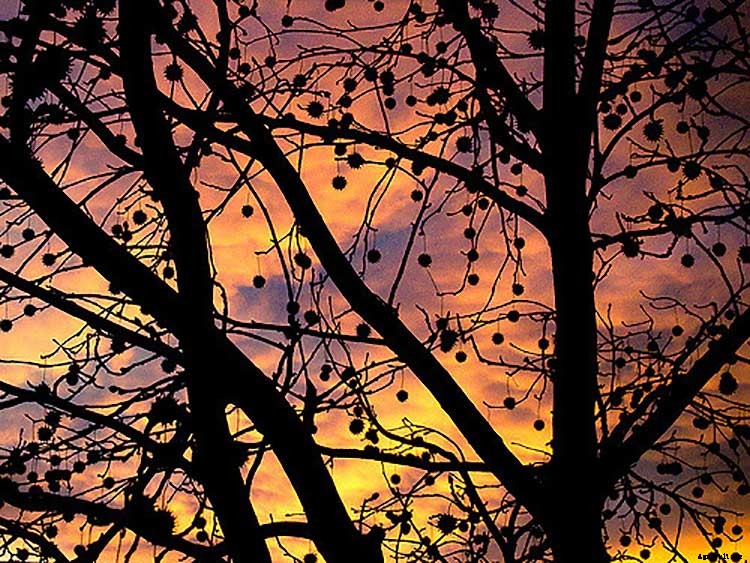 10 Plants You Should Never Include in Your Landscaping