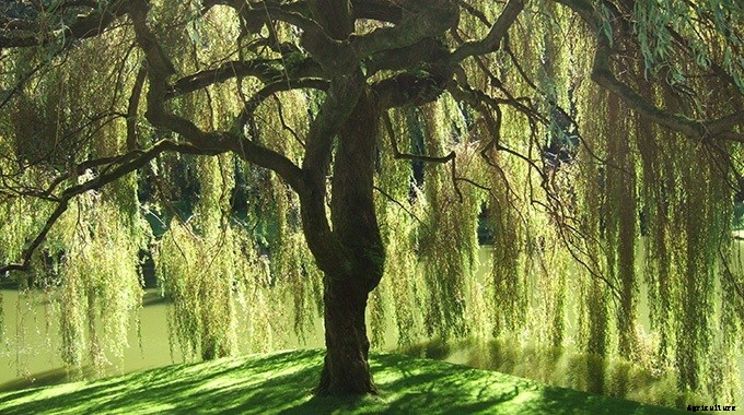 10 Plants You Should Never Include in Your Landscaping