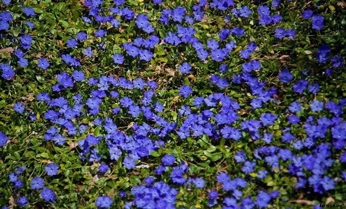 10 Plants You Should Never Include in Your Landscaping