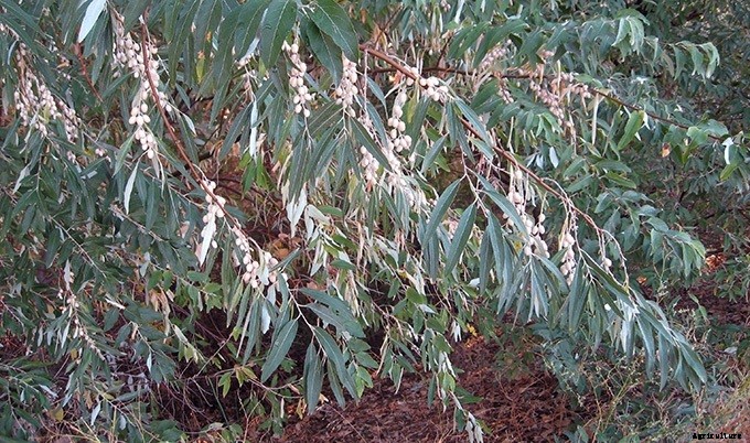 10 Plants You Should Never Include in Your Landscaping