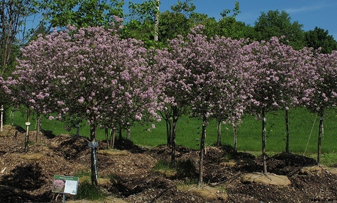 10 Plants You Should Never Include in Your Landscaping