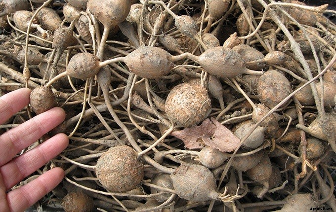 A Quick List of Perennial Vegetables To Add To Your Garden