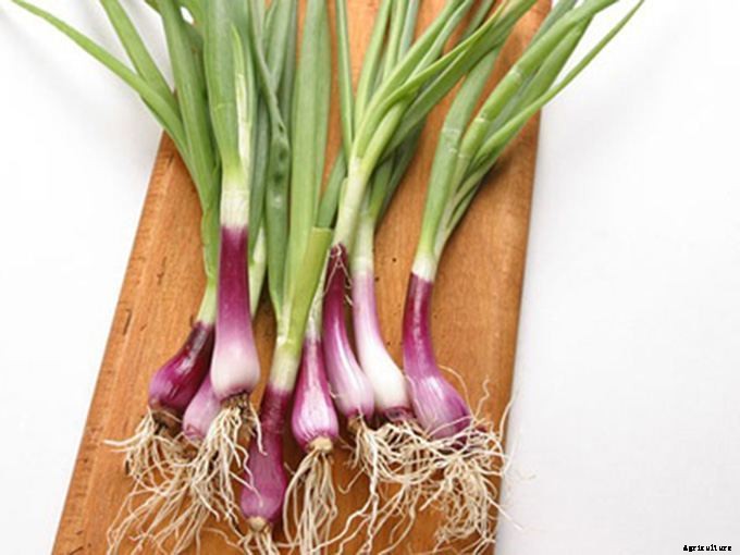 A Quick List of Perennial Vegetables To Add To Your Garden