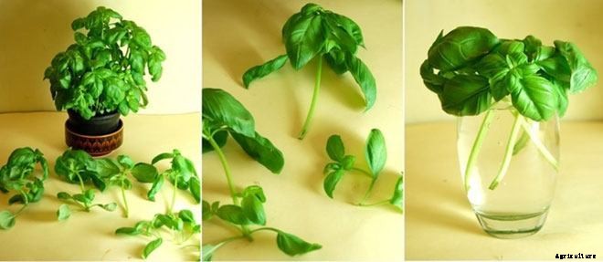 8 Vegetables You Can Regrow Over and Over Again