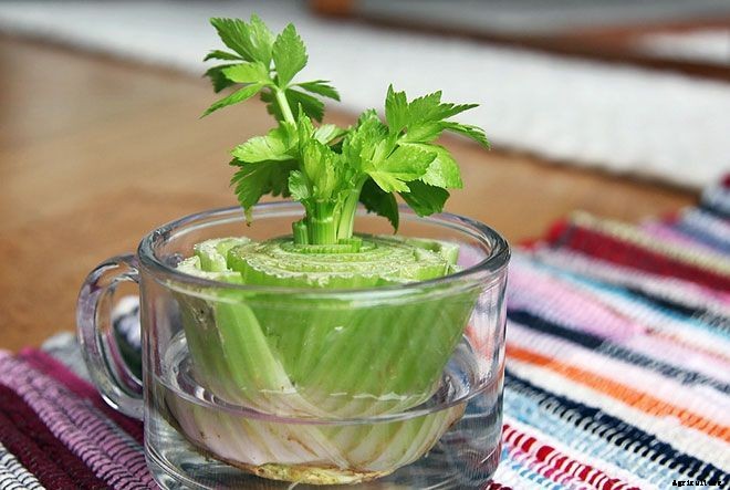 8 Vegetables You Can Regrow Over and Over Again