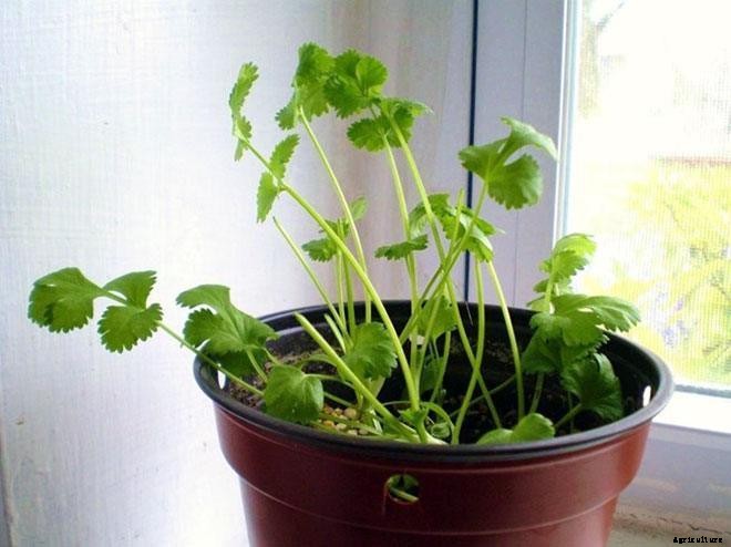 8 Vegetables You Can Regrow Over and Over Again