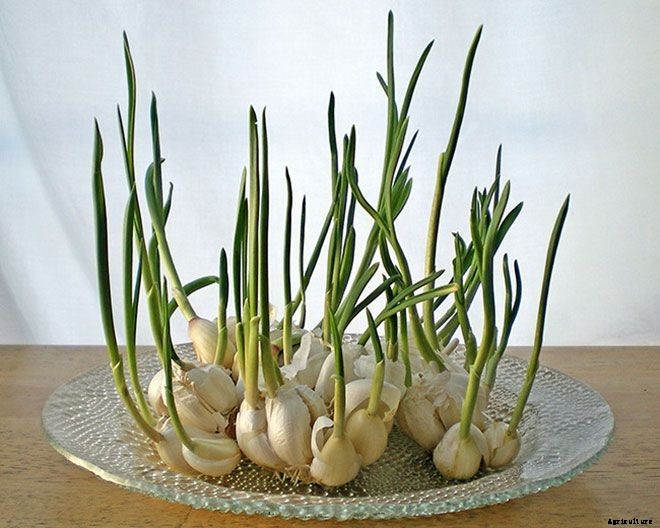 8 Vegetables You Can Regrow Over and Over Again