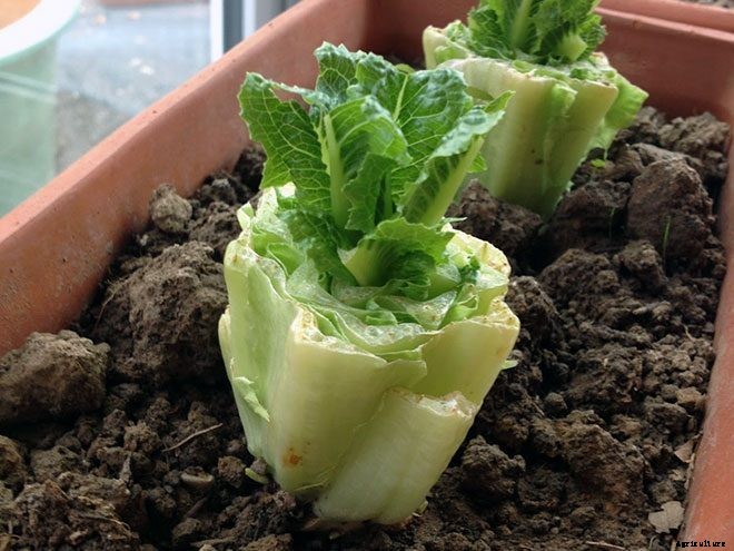 8 Vegetables You Can Regrow Over and Over Again