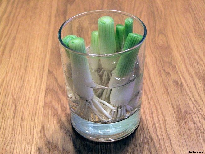 8 Vegetables You Can Regrow Over and Over Again