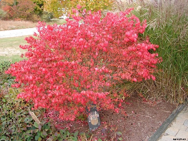 16 Invasive Species Sold at Garden Centers You Should Never Buy