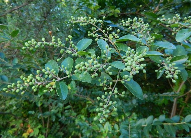 16 Invasive Species Sold at Garden Centers You Should Never Buy