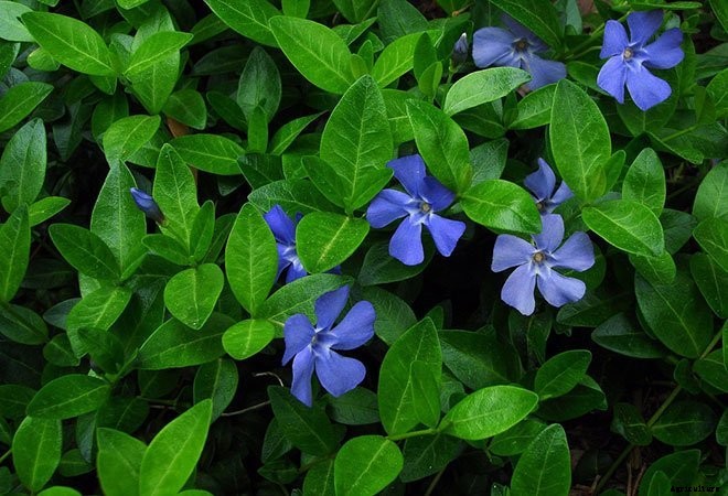 16 Invasive Species Sold at Garden Centers You Should Never Buy