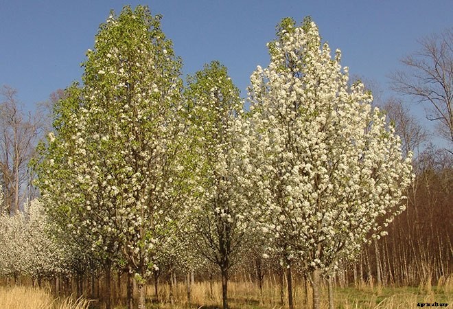 16 Invasive Species Sold at Garden Centers You Should Never Buy