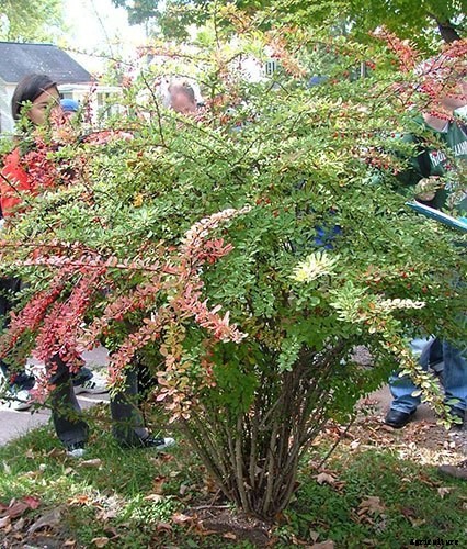 16 Invasive Species Sold at Garden Centers You Should Never Buy