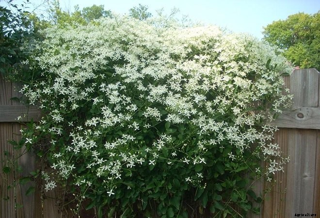 16 Invasive Species Sold at Garden Centers You Should Never Buy