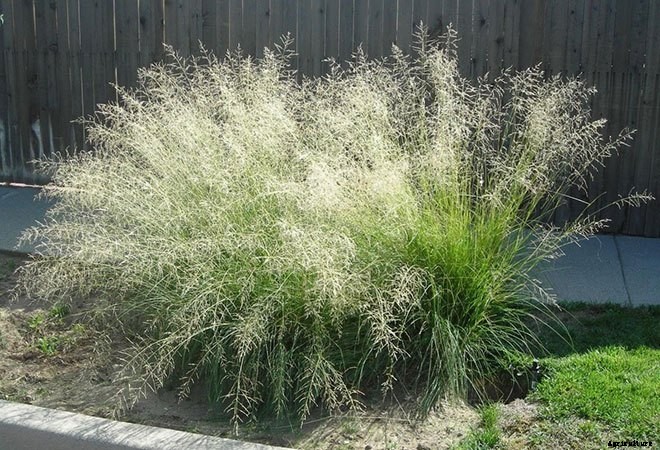 16 Invasive Species Sold at Garden Centers You Should Never Buy