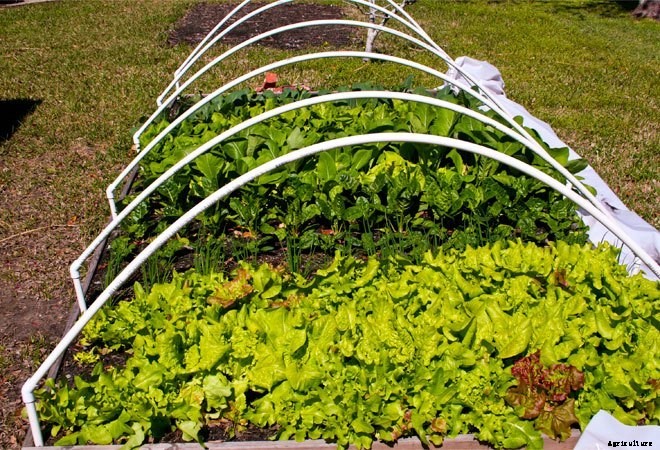 Square Foot Gardens: Where Efficiency Meets Beauty