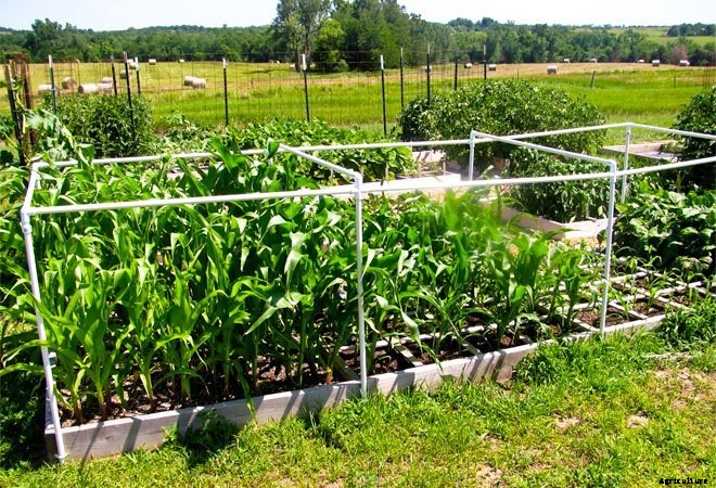 Square Foot Gardens: Where Efficiency Meets Beauty