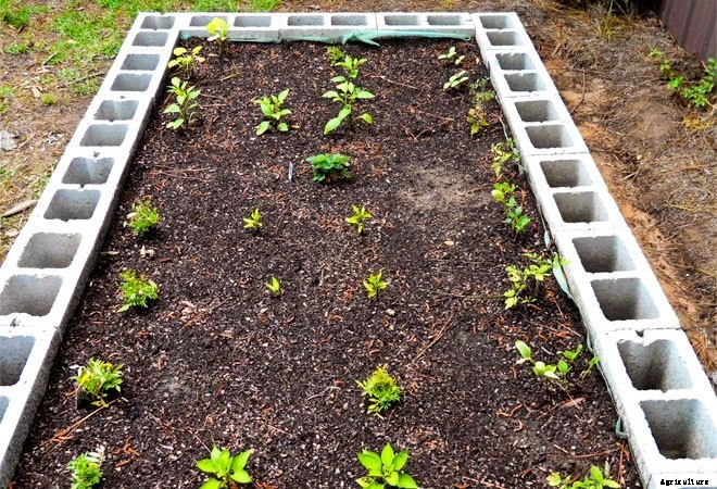 Square Foot Gardens: Where Efficiency Meets Beauty