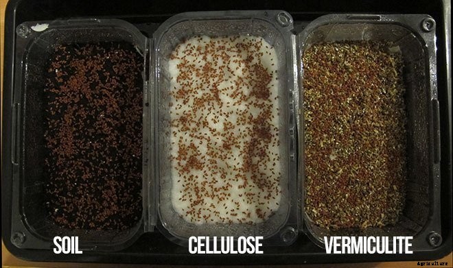 Is It Smart To Grow Microgreens Without Soil?