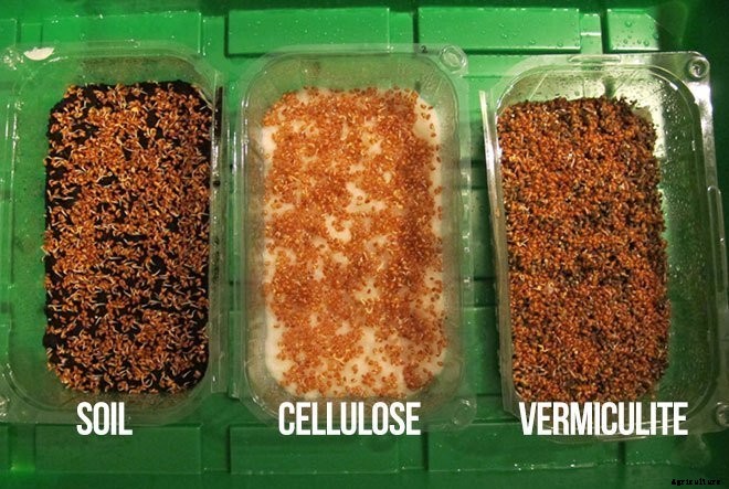 Is It Smart To Grow Microgreens Without Soil?