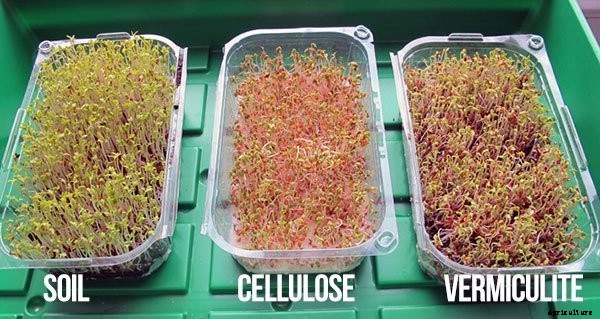 Is It Smart To Grow Microgreens Without Soil?