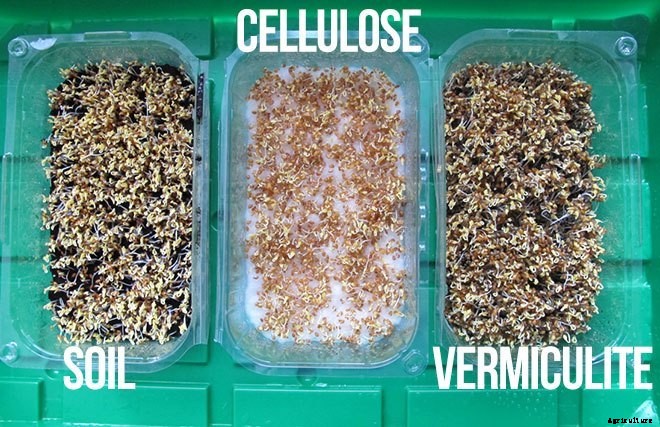 Is It Smart To Grow Microgreens Without Soil?