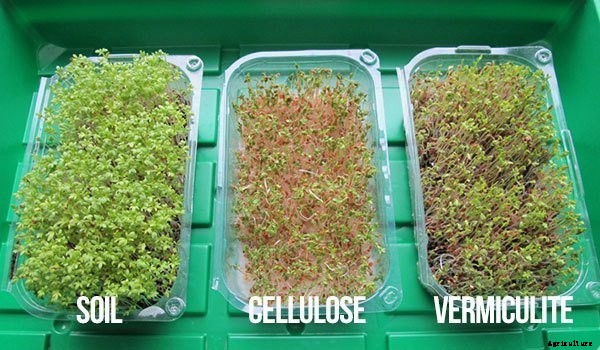 Is It Smart To Grow Microgreens Without Soil?